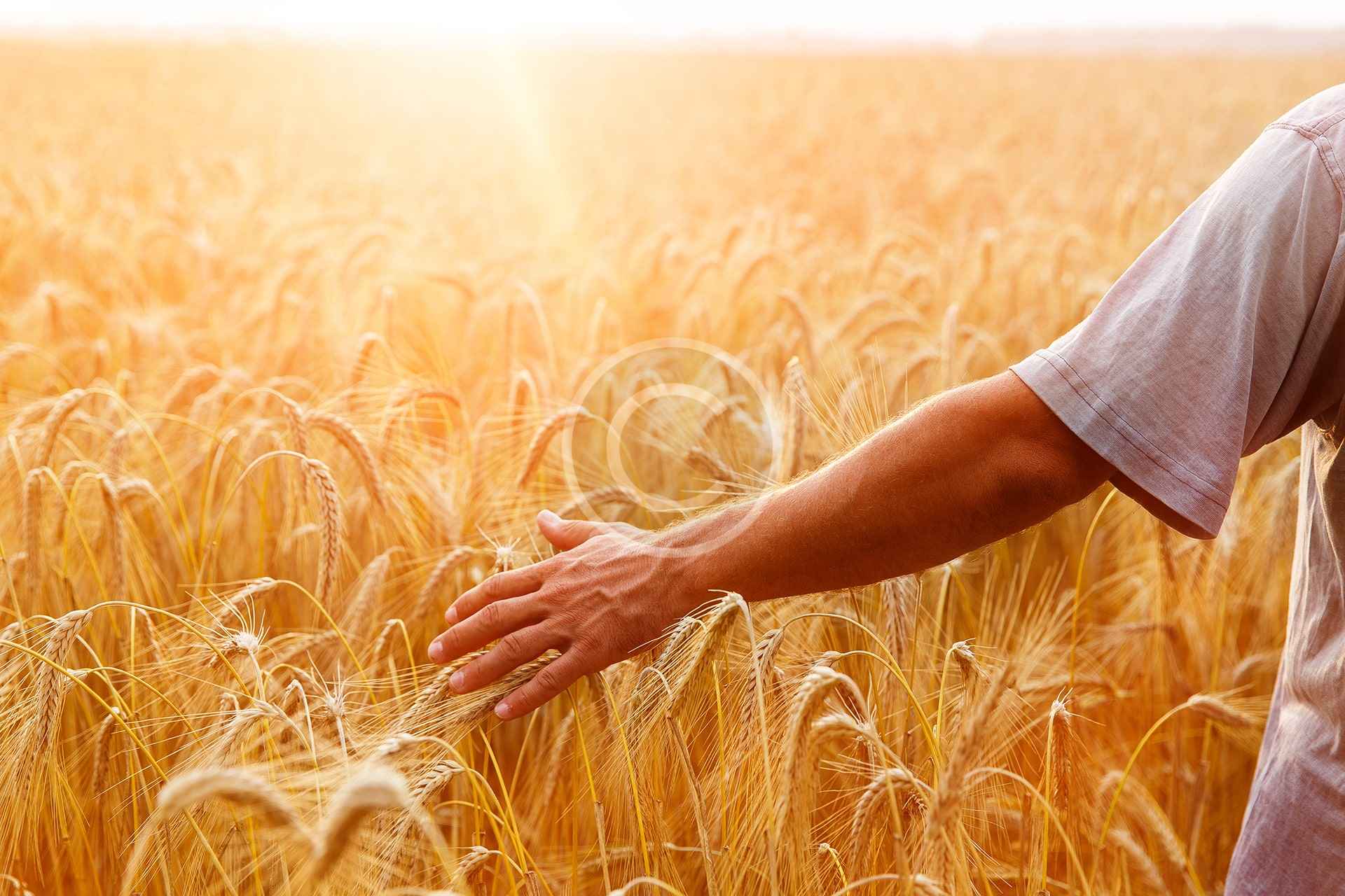 Crop Production